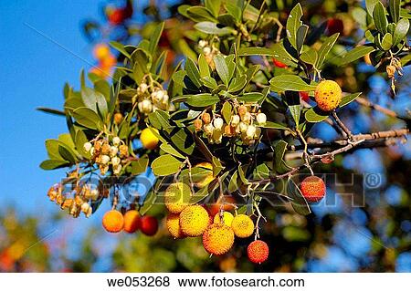 Strawberry tree (Arbutus unedo). Sierra de San Pedro, Caceres province. Extremadura. Spain View Large Photo Image Stock Photo - Strawberry tree (Arbutus unedo). Sierra de San Pedro, Caceres province. Extremadura. Spain. Fotosearch