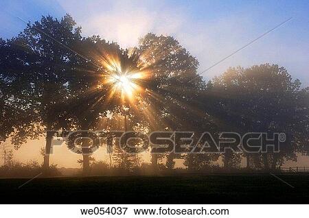 Sun behind tree with sunrays and mist at morning mood. Bavaria, Germany, Europe. View Large Photo Image Stock Photo - Sun behind tree with sunrays and mist at morning mood. Bavaria, Germany, Europe.. Fotosearch
