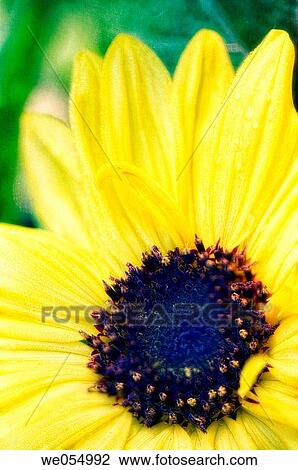 Sunflower Close-up. Helianthus annuus. June 2006. Maryland, USA View Large Photo Image Stock Image - Sunflower Close-up. Helianthus annuus. June 2006. Maryland, USA. Fotosearch