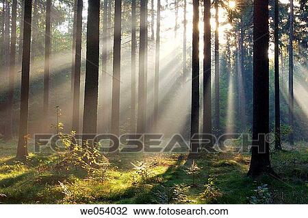 Sunrays at mist in forest (morning mood). Saxon Switzerland, Saxony, Germany, Europe. View Large Photo Image Stock Image - Sunrays at mist in forest (morning mood). Saxon Switzerland, Saxony, Germany, Europe.. Fotosearch