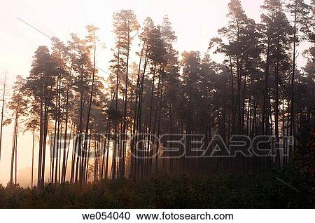 Sunrise behind trees at the edge of forest. Bavaria, Germany, Europe. View Large Photo Image Stock Image - Sunrise behind trees at the edge of forest. Bavaria, Germany, Europe.. Fotosearch