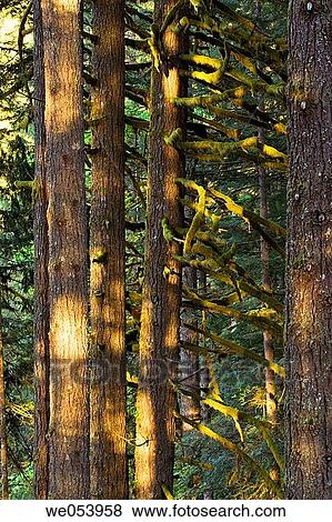 Sunset lighting in Silver Falls State Park. Marion County. Oregon. USA. View Large Photo Image Stock Photo - Sunset lighting in Silver Falls State Park. Marion County. Oregon. USA.. Fotosearch