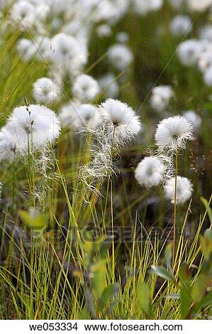 Swamp with wool-grass (Eriophorum sp. ). Skaulo, Norrland, Lapland, Sweden, Scandinavia, Europe. Sub-Arctic View Large Photo Image Picture - Swamp with wool-grass (Eriophorum sp. ). Skaulo, Norrland, Lapland, Sweden, Scandinavia, Europe. Sub-Arctic. Fotosearch