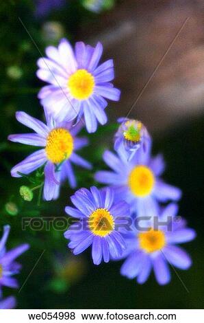 Stock Photo - Swan River Daisies. Brachycome iberidifolia. May 2006, Maryland, USA. Fotosearch