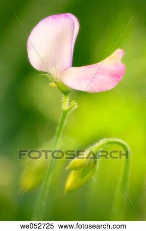 Sweet Peas. Lathyrus Odoratus. June 2005. Maryland, USA View Large Photo Image Stock Photography - Sweet Peas. Lathyrus Odoratus. June 2005. Maryland, USA. Fotosearch