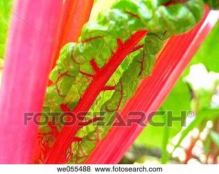 Swiss chard View Large Photo Image Stock Photo - Swiss chard. Fotosearch