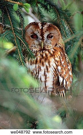 Tawny Owl (Strix aluco). Bavaria, Germany View Large Photo Image Stock Image - Tawny Owl (Strix aluco). Bavaria, Germany. Fotosearch
