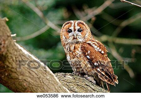 Tawny Owl (Strix aluco) View Large Photo Image Stock Photograph - Tawny Owl (Strix aluco). Fotosearch