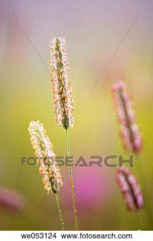 Picture - Timothy (Phleum pratense). In misty field with fireweedáand goldenrod. Fotosearch