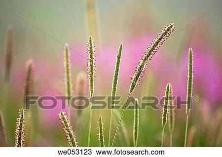 Stock Image - Timothy (Phleum pratense). In misty field with fireweedáand goldenrod. Fotosearch