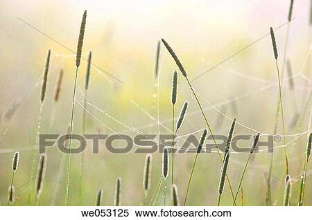 Timothy (Phleum pratense). In misty field with fireweedáand goldenrod View Large Photo Image Stock Photography - Timothy (Phleum pratense). In misty field with fireweedáand goldenrod. Fotosearch