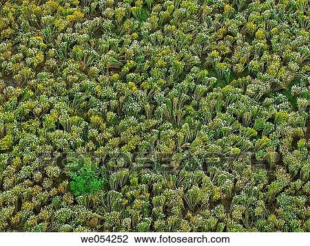 Stock Image - Top view of field of beautiful white and yellow colored Crysanthemum flowers. Pune, Maharashtra, India.. Fotosearch