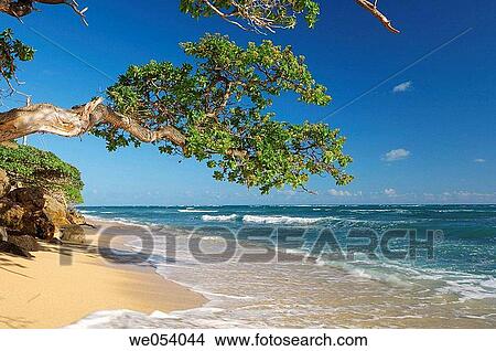 Tree at Beach. Oahu, Hawaii, USA. View Large Photo Image Picture - Tree at Beach. Oahu, Hawaii, USA.. Fotosearch