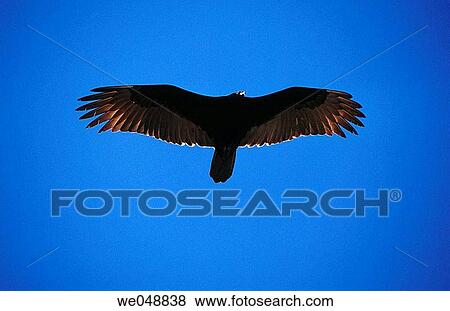 Stock Photo - Turkey Vulture (Cathartes aura). Everglades National Park, Florida, USA. Fotosearch