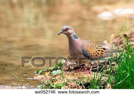 Turtle Dove (Streptopelia turtur) View Large Photo Image Stock Photograph - Turtle Dove (Streptopelia turtur). Fotosearch