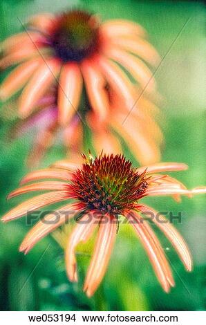Two Coneflowers. Echinacea hybrid. July 2006. Maryland, USA View Large Photo Image Picture - Two Coneflowers. Echinacea hybrid. July 2006. Maryland, USA. Fotosearch