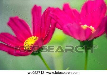 Two Cosmos flowers. Cosmos bipinnatus. June 2006. Maryland, USA View Large Photo Image Stock Image - Two Cosmos flowers. Cosmos bipinnatus. June 2006. Maryland, USA. Fotosearch