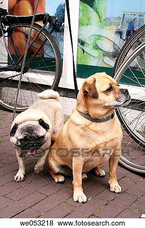Two funny dogs waiting, Amsterdam, Holland, Netherlands View Large Photo Image Stock Photo - Two funny dogs waiting, Amsterdam, Holland, Netherlands. Fotosearch
