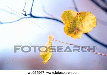 Two last redbud leaves in autumn. Cercis canadensis. November 2006. Maryland, USA View Large Photo Image Stock Photo - Two last redbud leaves in autumn. Cercis canadensis. November 2006. Maryland, USA. Fotosearch