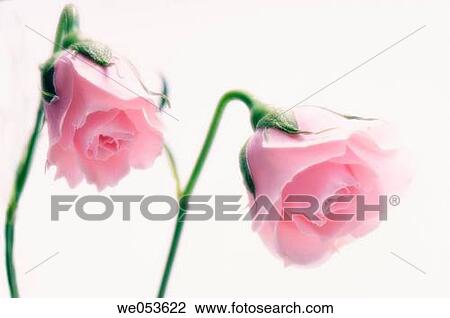 Two Pink Nodding Rose Frowers. Rose hybrid. October 2006. Maryland, USA View Large Photo Image Stock Image - Two Pink Nodding Rose Frowers. Rose hybrid. October 2006. Maryland, USA. Fotosearch