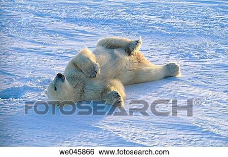 Ursus maritimus. Polar bear. Churchill. Canada. View Large Photo Image Stock Photograph - Ursus maritimus. Polar bear. Churchill. Canada.. Fotosearch