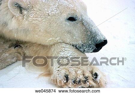 Picture - Ursus maritimus. Polar bear close-up. Churchill. Canada.. Fotosearch