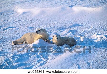Ursus maritimus. Polar bear female with cub. Churchill. Canada. View Large Photo Image Stock Image - Ursus maritimus. Polar bear female with cub. Churchill. Canada.. Fotosearch