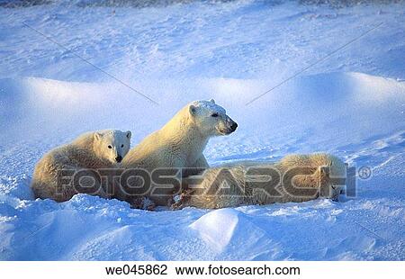 Ursus maritimus. Polar bear female with cubs. Churchill. Canada. View Large Photo Image Stock Image - Ursus maritimus. Polar bear female with cubs. Churchill. Canada.. Fotosearch
