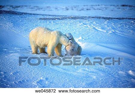 Ursus maritimus. Polar bear with cub. Churchill. Canada. View Large Photo Image Stock Image - Ursus maritimus. Polar bear with cub. Churchill. Canada.. Fotosearch