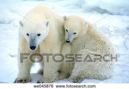 Ursus maritimus. Polar bear with cub. Churchill. Canada. View Large Photo Image Stock Photograph - Ursus maritimus. Polar bear with cub. Churchill. Canada.. Fotosearch