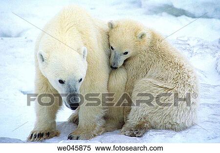 Ursus maritimus. Polar bear with cub. Churchill. Canada. View Large Photo Image Stock Photography - Ursus maritimus. Polar bear with cub. Churchill. Canada.. Fotosearch