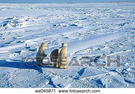 Ursus maritimus. Polar bear with cubs. Churchill. Canada. View Large Photo Image Stock Image - Ursus maritimus. Polar bear with cubs. Churchill. Canada.. Fotosearch