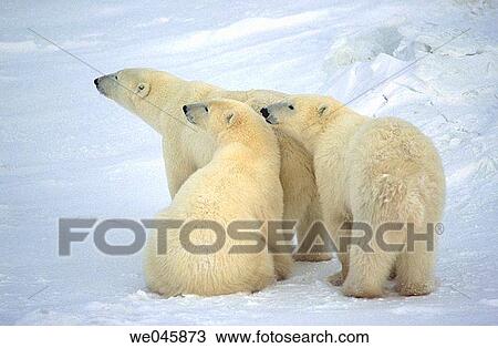 Ursus maritimus. Polar bear with cubs. Churchill. Canada. View Large Photo Image Stock Image - Ursus maritimus. Polar bear with cubs. Churchill. Canada.. Fotosearch