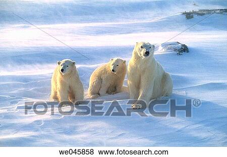 Stock Photo - Ursus maritimus. Polar bear with cubs. Churchill. Canada.. Fotosearch