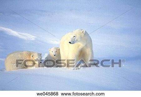 Ursus maritimus. Polar bear with cubs. Churchill. Canada. View Large Photo Image Stock Photo - Ursus maritimus. Polar bear with cubs. Churchill. Canada.. Fotosearch