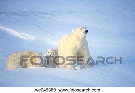 Ursus maritimus. Polar bear with cubs. Churchill. Canada. View Large Photo Image Stock Photo - Ursus maritimus. Polar bear with cubs. Churchill. Canada.. Fotosearch