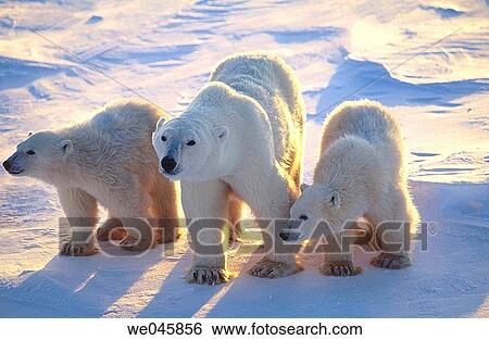 Ursus maritimus. Polar bear with cubs. Churchill. Canada. View Large Photo Image Stock Photograph - Ursus maritimus. Polar bear with cubs. Churchill. Canada.. Fotosearch