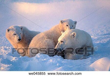 Ursus maritimus. Polar bear with cubs. Churchill. Canada. View Large Photo Image Stock Photography - Ursus maritimus. Polar bear with cubs. Churchill. Canada.. Fotosearch