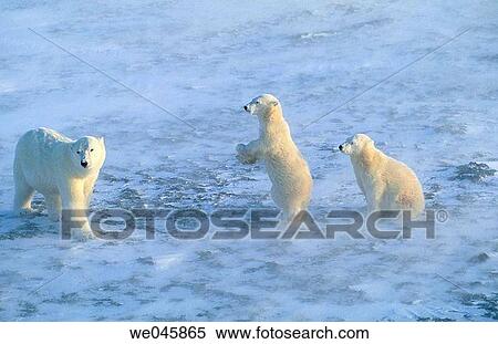 Stock Photography - Ursus maritimus. Polar bear with cubs. Churchill. Canada.. Fotosearch