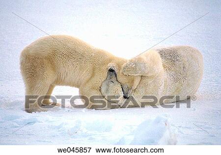 Ursus maritimus. Polar bears play fight. Churchill. Canada. View Large Photo Image Stock Photo - Ursus maritimus. Polar bears play fight. Churchill. Canada.. Fotosearch
