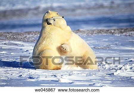 Ursus maritimus. Polar bears play fight. Churchill. Canada. View Large Photo Image Stock Photo - Ursus maritimus. Polar bears play fight. Churchill. Canada.. Fotosearch