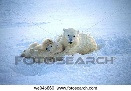 Ursus maritimus. Polar bears. Churchill. Canada. View Large Photo Image Stock Image - Ursus maritimus. Polar bears. Churchill. Canada.. Fotosearch