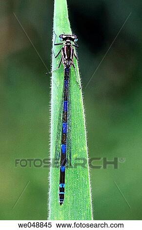 Stock Photography - Variable Damselfly (Coenagrion pulchellum). Camargue, France. Fotosearch