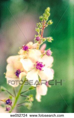 Verbascum in Bloom. Verbascum blattaria. June 2006. Maryland, USA View Large Photo Image Picture - Verbascum in Bloom. Verbascum blattaria. June 2006. Maryland, USA. Fotosearch
