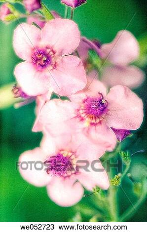 Verbascum in Bloom. Verbascum blattaria. June 2006. Maryland, USA View Large Photo Image Stock Image - Verbascum in Bloom. Verbascum blattaria. June 2006. Maryland, USA. Fotosearch