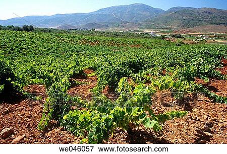 Vineyards, Laujar de Andarax. Almer? a province, Andalusia, Spain View Large Photo Image Stock Photo - Vineyards, Laujar de Andarax. Almer? a province, Andalusia, Spain. Fotosearch