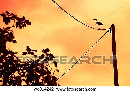 Wading bird on power lines in the evening. Ebro delta area, Tarragona province, Catalonia, Spain View Large Photo Image Stock Image - Wading bird on power lines in the evening. Ebro delta area, Tarragona province, Catalonia, Spain. Fotosearch