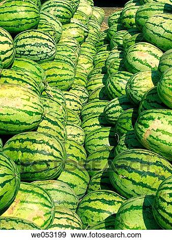 Watermelon a fleshy watery and sweet fruit. Mostly available during summer in india. Pune, Maharashtra, India. View Large Photo Image Stock Photo - Watermelon a fleshy watery and sweet fruit. Mostly available during summer in india. Pune, Maharashtra, India.. Fotosearch