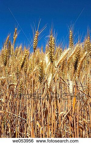 Wheat field in Palouse. Washington. USA View Large Photo Image Stock Photograph - Wheat field in Palouse. Washington. USA. Fotosearch
