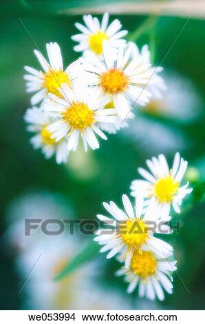White Asters. Aster novii-belgii. October 2006. Maryland, USA View Large Photo Image Picture - White Asters. Aster novii-belgii. October 2006. Maryland, USA. Fotosearch